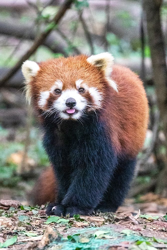Asia-China-Sichuan Province-Cheng Du-Red Panda